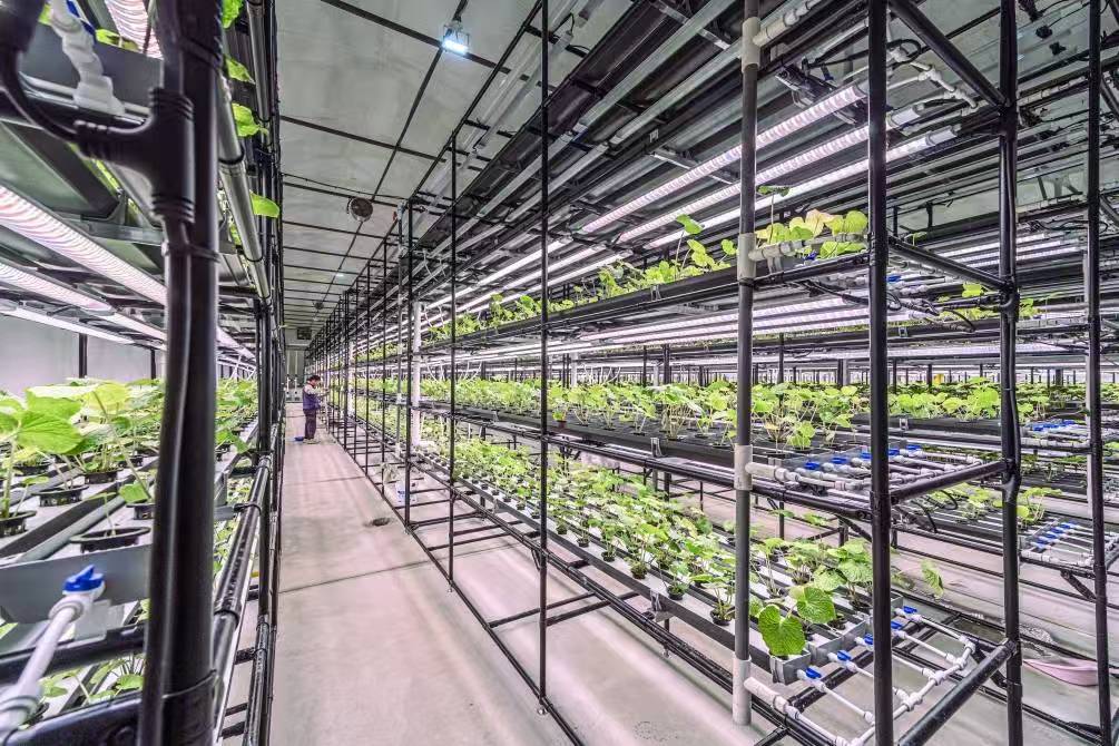 <strong>NFT three-dimensional planting</strong>