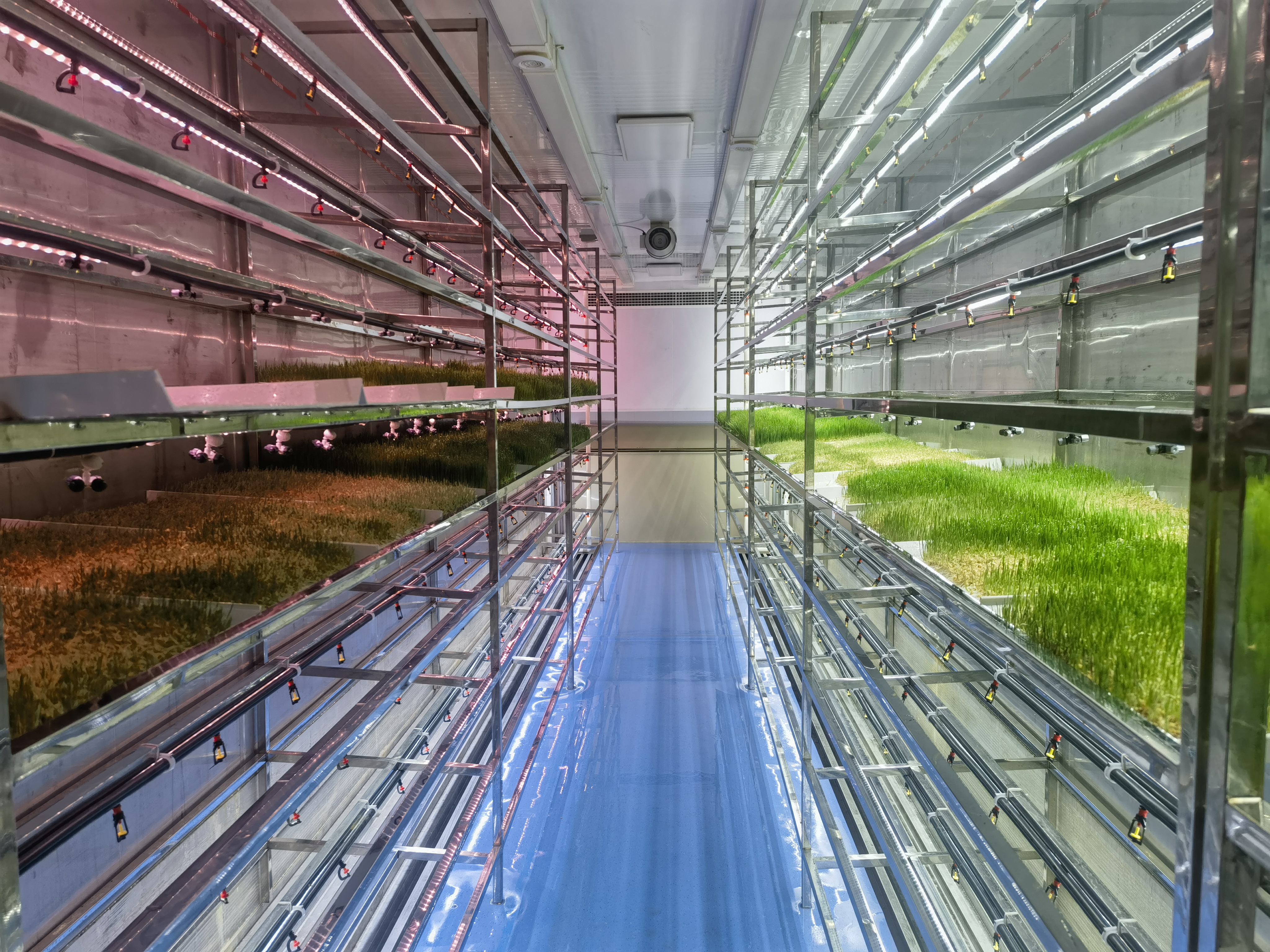 <strong>Container forage cultivation</strong>